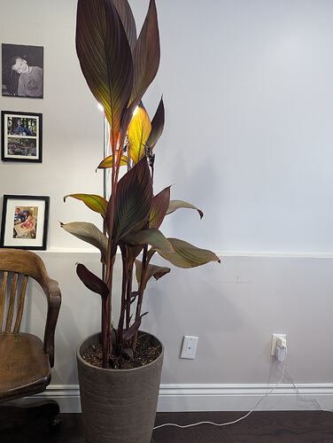 PXL_20251229_191834579.MP