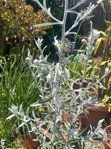 17530387950706025725890300349278