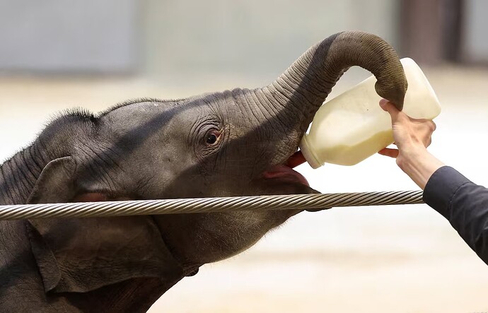 17769526194432540735242447733666