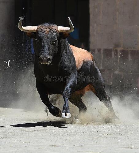 spanish-bull-bull-spain-big-antlers-105669910