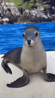 Sea Lion GIFs | Tenor