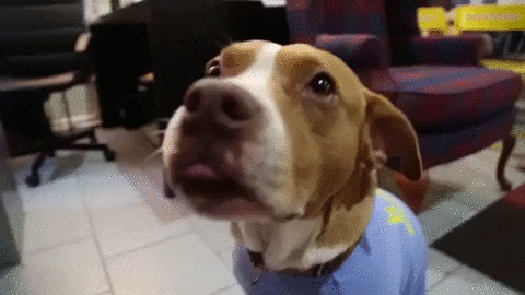 Hungry Dog GIF by Badass BK - Find & Share on GIPHY