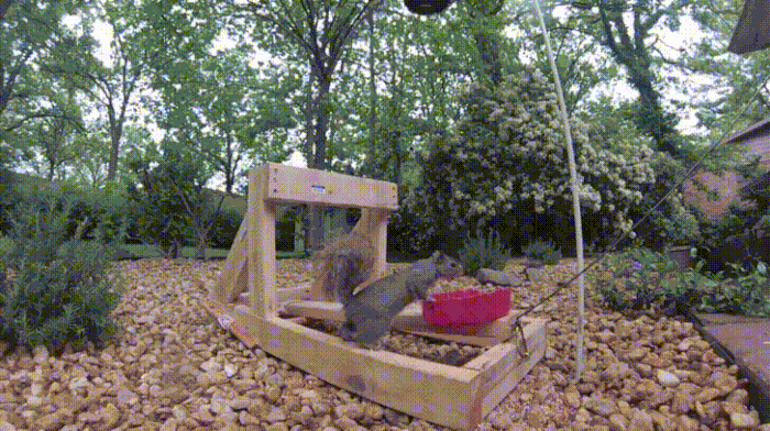 Squirrel catapult - 9GAG | Squirrel funny, Catapult diy, Squirrel