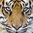 Hip_tiger
